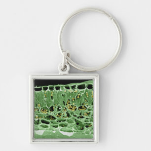 Cross Section of Leaf Keychain
