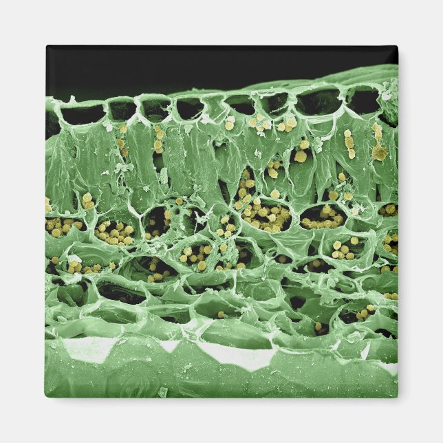 Cross Section of Leaf Magnet (Front)