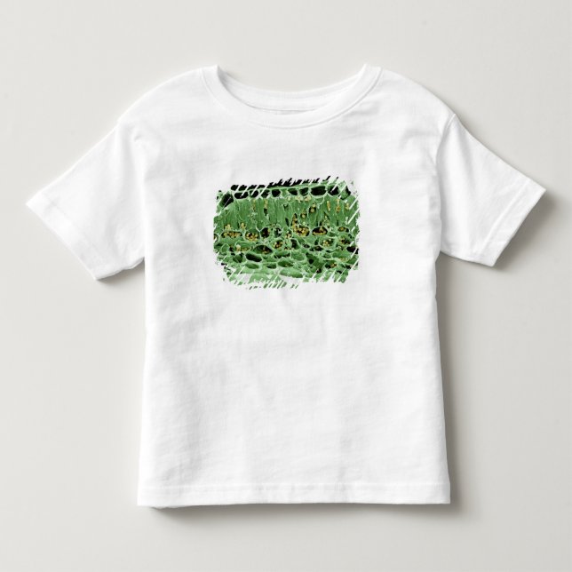 Cross Section of Leaf Toddler T-shirt (Front)