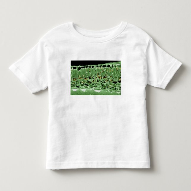 Cross Section of Leaf Toddler T-shirt (Front)
