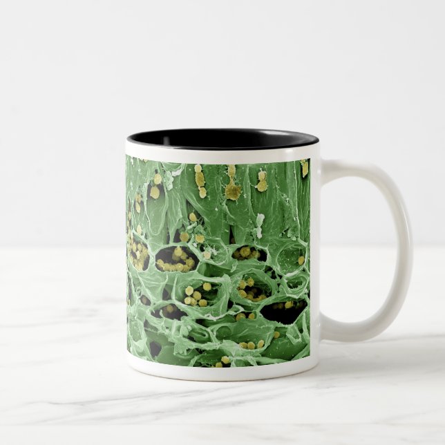 Cross Section of Leaf Two-Tone Coffee Mug (Right)