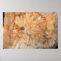 Cross-section of the apple tree (Malus)abstract, b