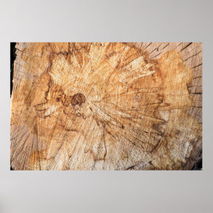 Cross-section of the apple tree (Malus)abstract, b Poster