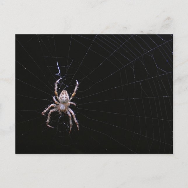 Cross spider ~ postcard (Front)