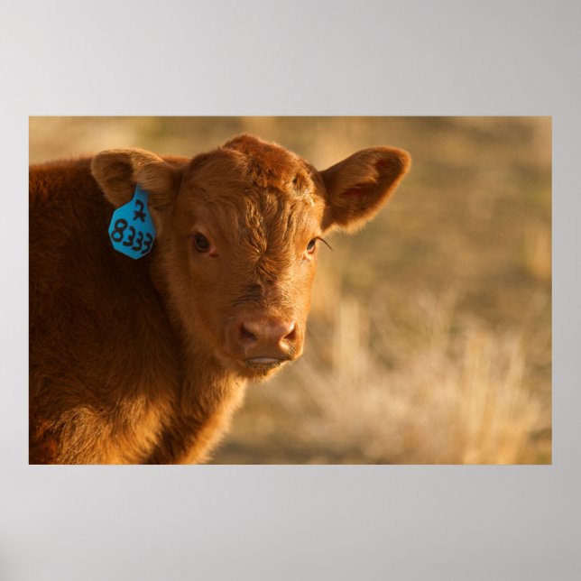 Crossbred Calf Poster (Front)