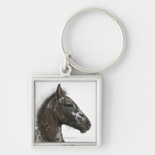 crossbreed Foal between a Appaloosa and a Keychain