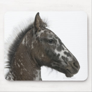 crossbreed Foal between a Appaloosa and a Mouse Pad