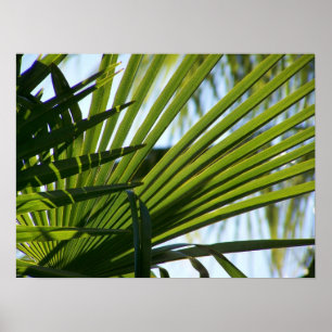 Crossed Palms poster