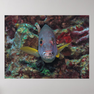 Crosseyed Snapper Poster