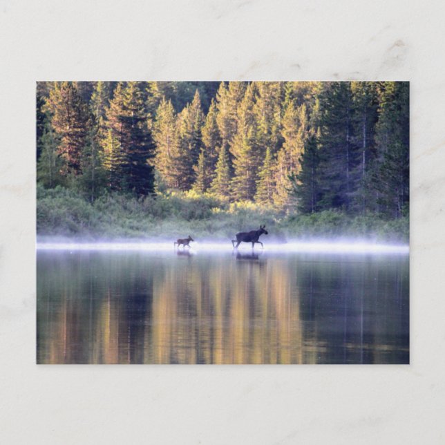 Crossing the fog postcard (Front)