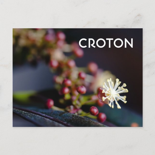 Croton's flower postcard (Front)