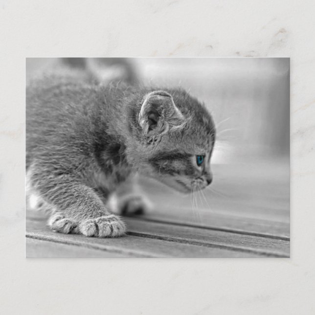 Crouching Kitten Postcard (Front)