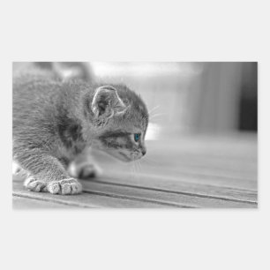 Crouching Kitten Sticker