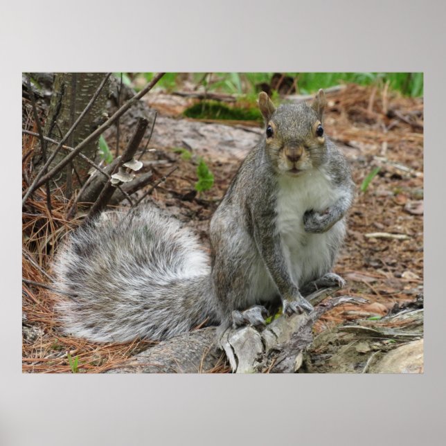 Crouching Squirrel Poster (Front)