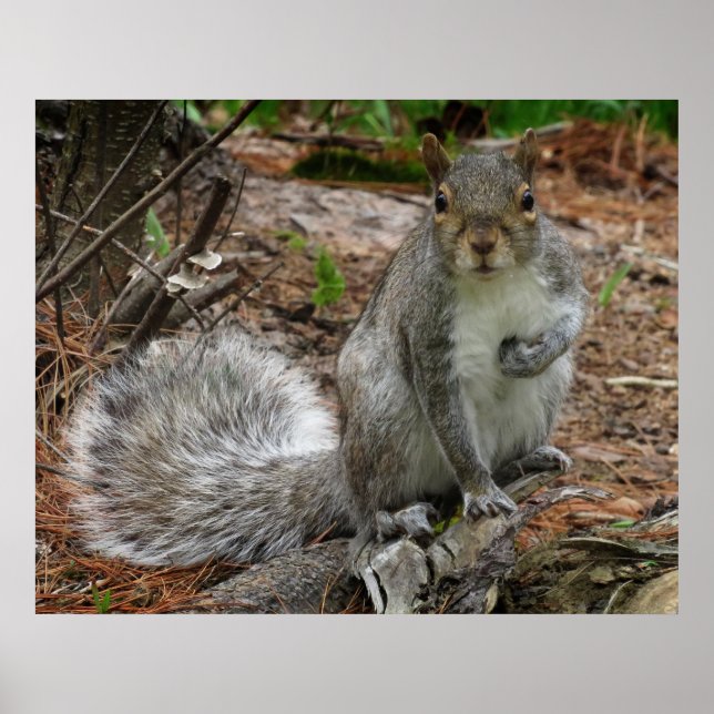 Crouching Squirrel Poster (Front)
