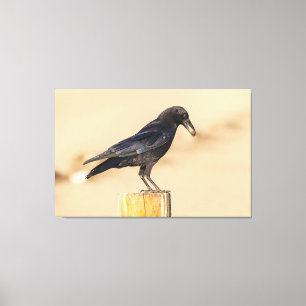 Crow and Its Nut Canvas Print