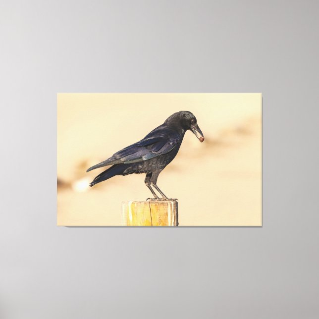 Crow and Its Nut Canvas Print (Front)