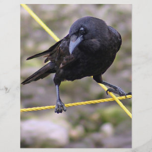 Crow at Crossroads