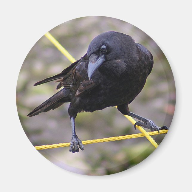 Crow at Crossroads Magnet (Front)