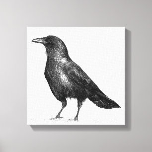 Crow Canvas Print