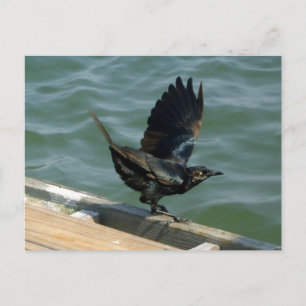 Crow Customizable Postcard