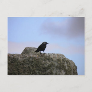Crow guardian of Stone Henge Postcard
