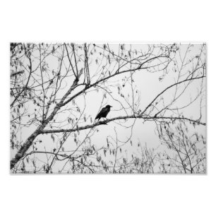 Crow in a Birch Tree Photo Print