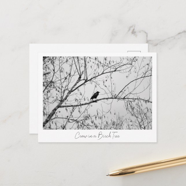 Crow in a Birch Tree Postcard (Front/Back In Situ)