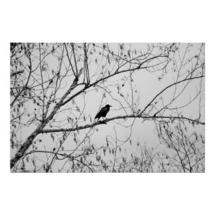 Crow in a Birch Tree Poster