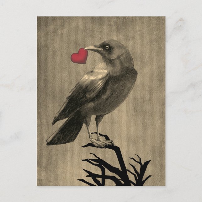Crow Love Blank Postcard (Front)