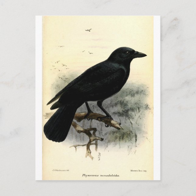 Crow Postcard (Front)
