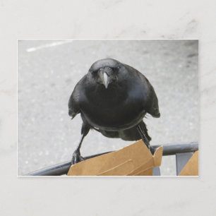 Crow Postcard
