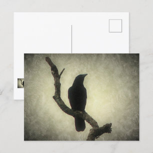 Crow Postcard