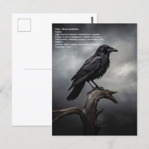 Crow Postcard
