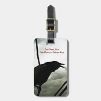 Crow/Raven Photo