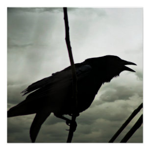 Crow/Raven Poster