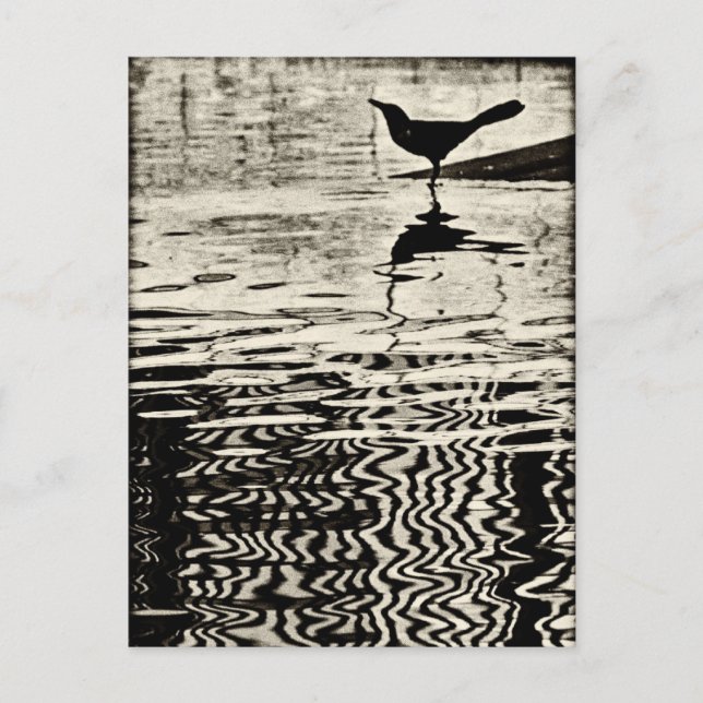 Crow with Reflection on Water – Postcard (Front)