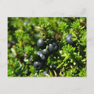 Crowberries on Unalaska Island Postcard