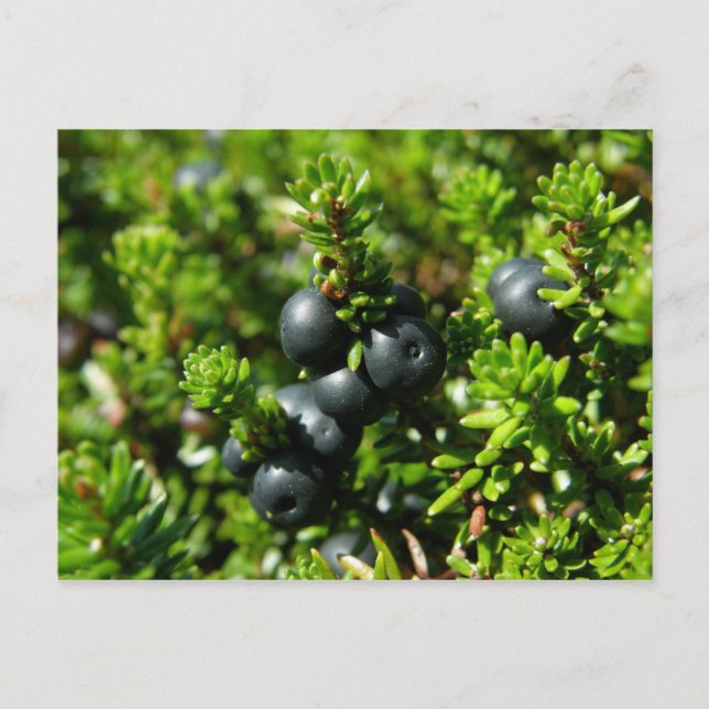Crowberries on Unalaska Island Postcard (Front)