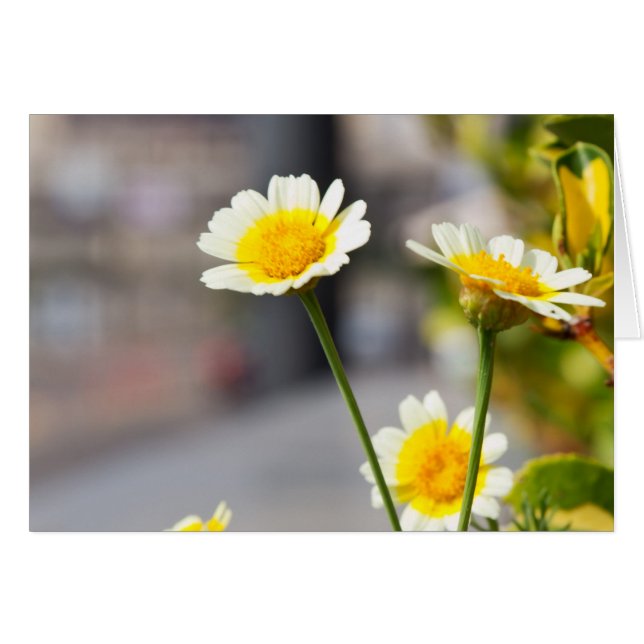 Crown Daisy (Devant horizontal)