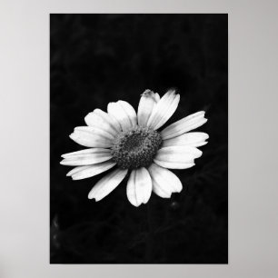 Crown Daisy Poster