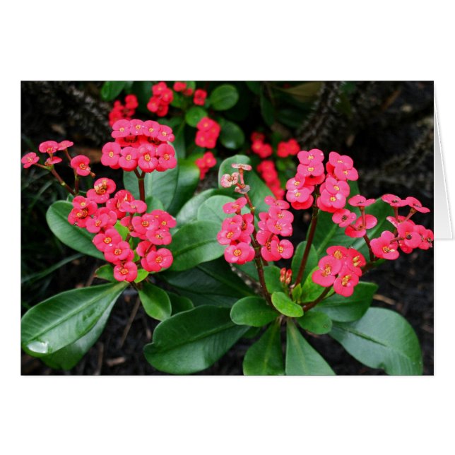 Crown of Thorns Bouquet (Front Horizontal)