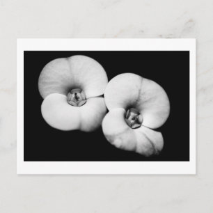 crown of thorns postcard