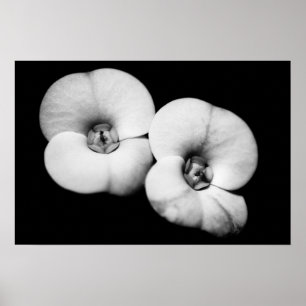 crown of thorns poster