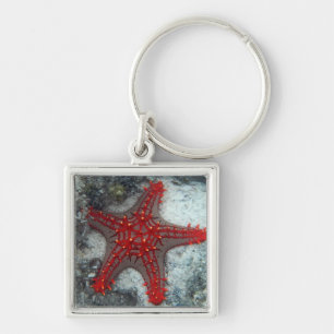 Crown Of Thorns Starfish On The Coral Reef Keychain