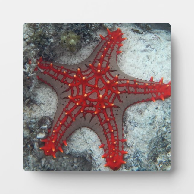 Crown Of Thorns Starfish On The Coral Reef Plaque (Front)
