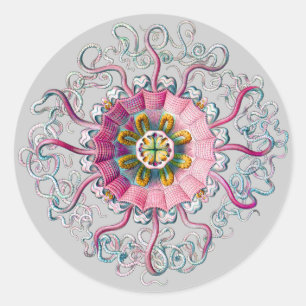 Crown or Helmet Jellyfish Classic Round Sticker
