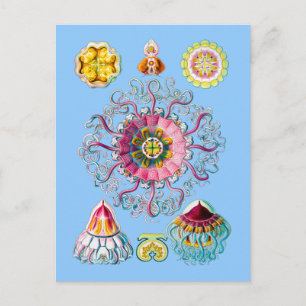 Crown or Helmet Jellyfish Postcard