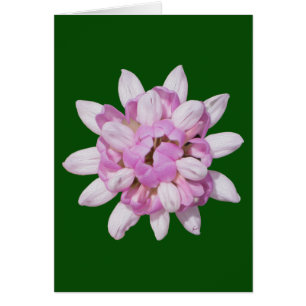 Crown Vetch #1