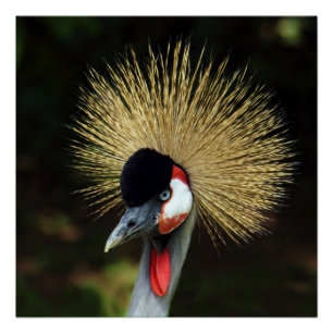 Crowned Crane Bird Perfect Poster